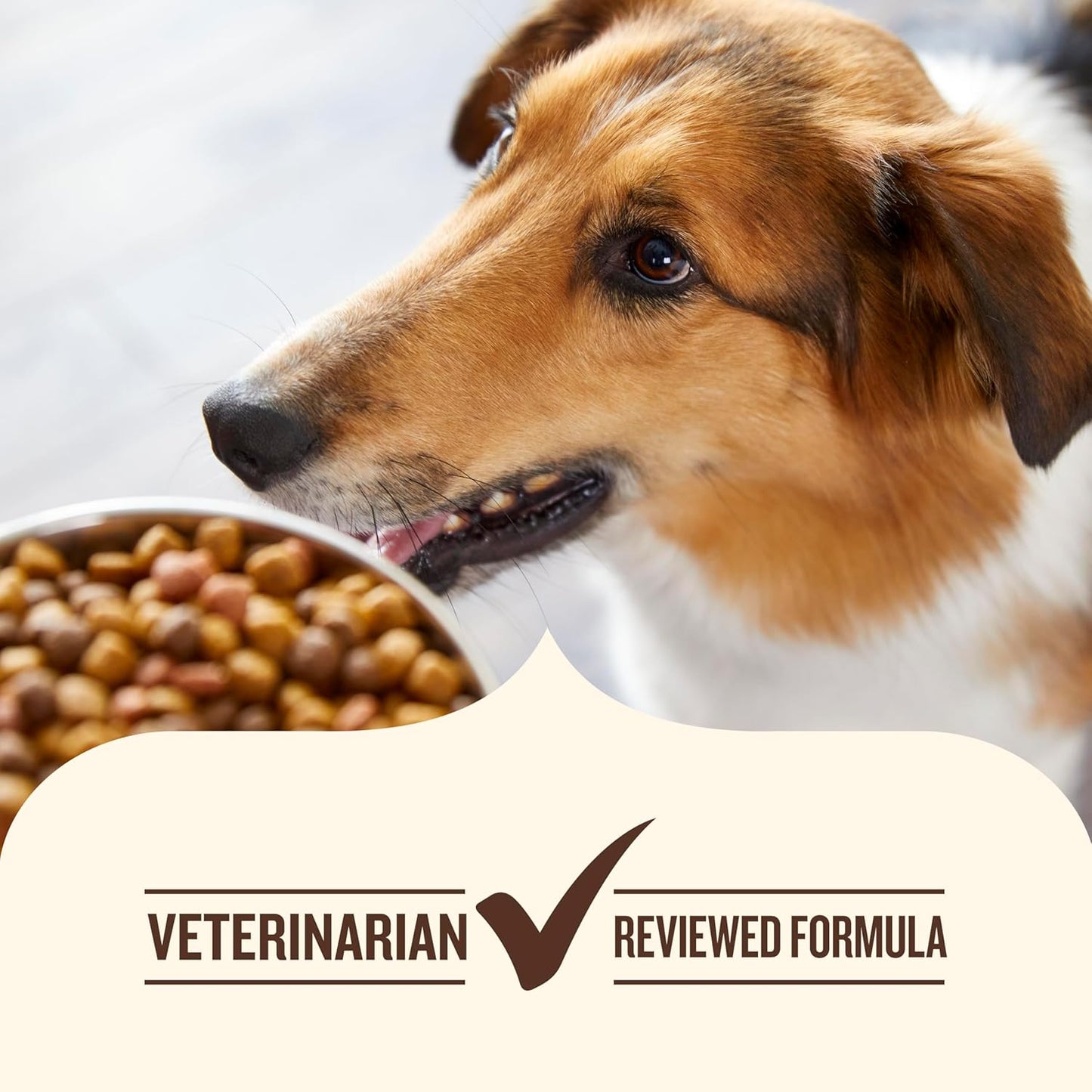 Gentle Digestion and Whole Health Blend Premium Paté Variety Pack Wet Dog Food, 13 Oz. Can, Pack of 12, Packaging May Vary (Rachael Ray)