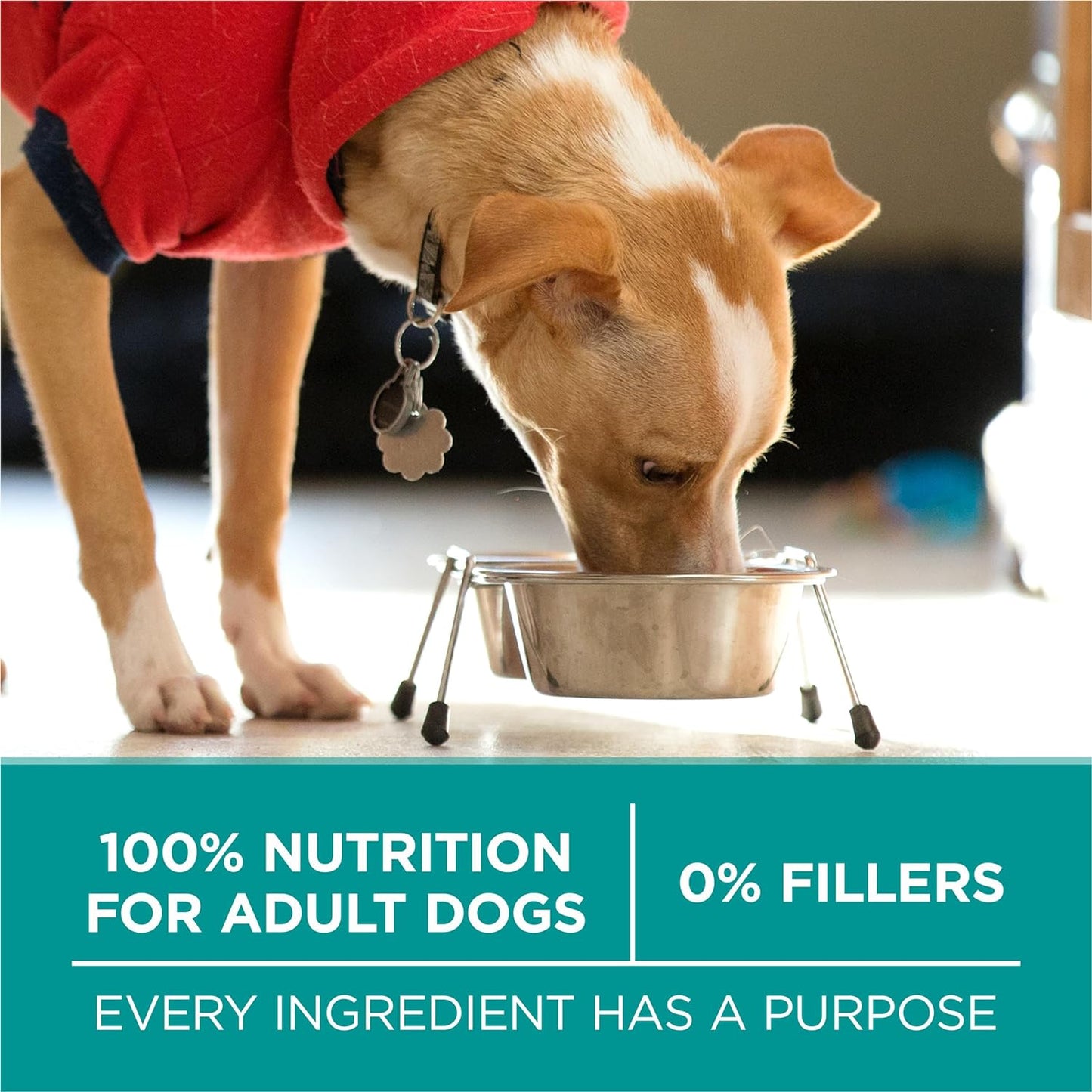 plus Digestive Health Formula Dry Dog Food Natural with Added Vitamins, Minerals and Nutrients - 31.1 Lb. Bag