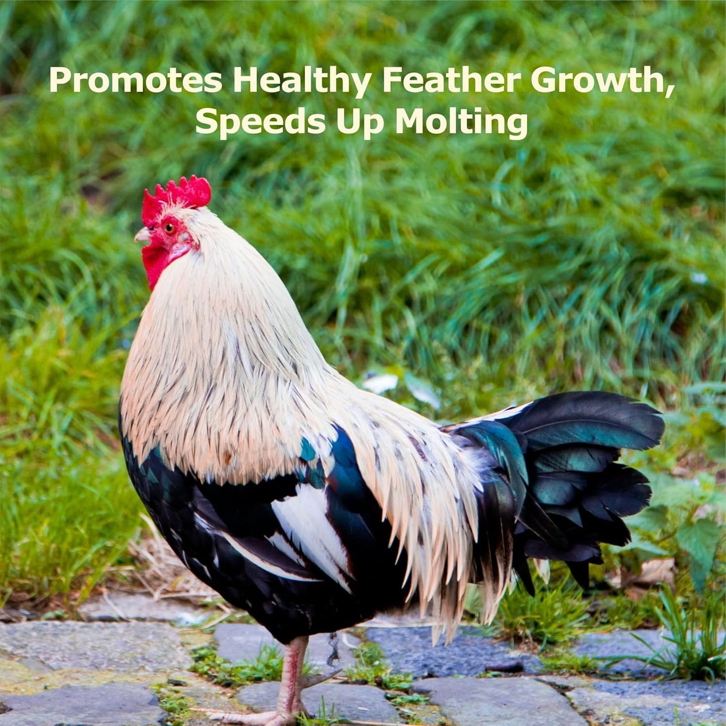 5LB Dried Black Soldier Fly Larvae, More Calcium than Dried Mealworms, High Protein Chicken Feed,Duck Food, BSFL, Duck Treats