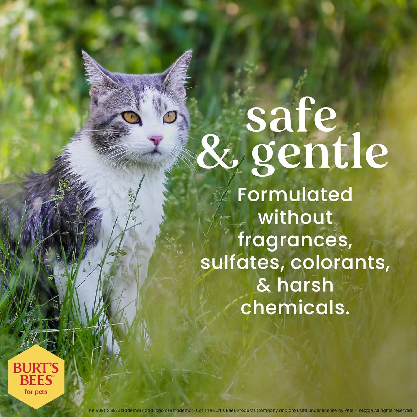 Hypoallergenic Cat Shampoo with Shea Butter and Honey - a Gentle Kitten Shampoo for Indoor Cats with Dry & Itchy Skin, Sensitive Skin, Cat Bathing Supplies, 10 Fl Oz