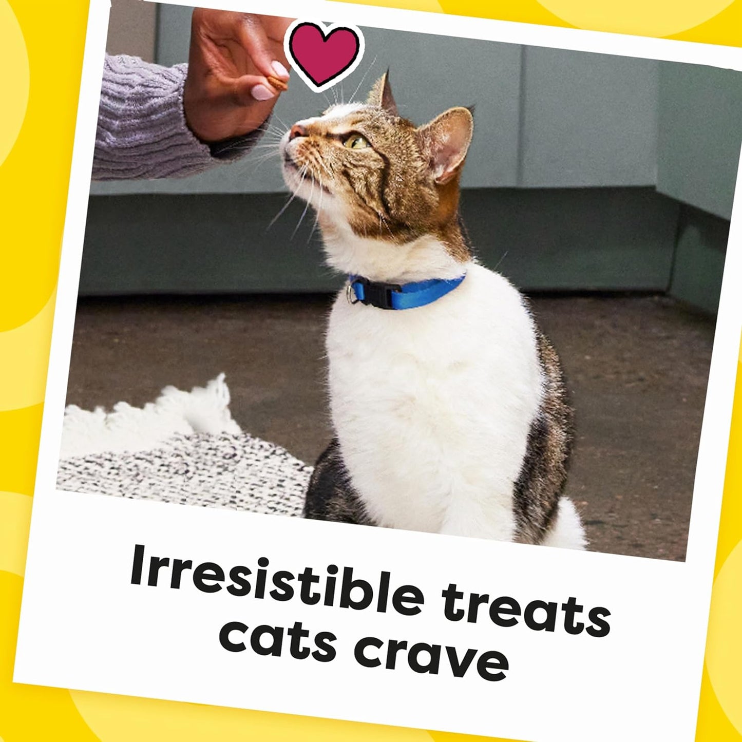 Classic Crunchy and Soft Cat Treats Blissful Catnip Flavor, 16 Oz. Tub