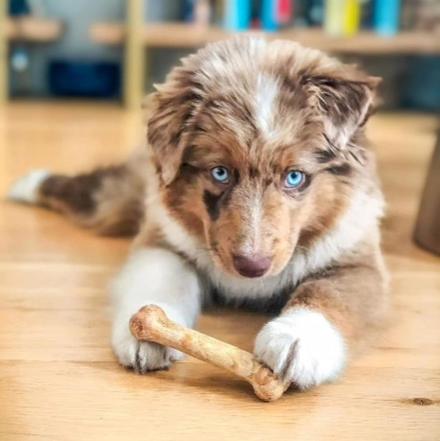 Healthy Edibles Natural Dog Chews Long Lasting Chew Treats for Dogs, Roast Beef & Chicken Flavor, X-Small/Petite (48 Count)