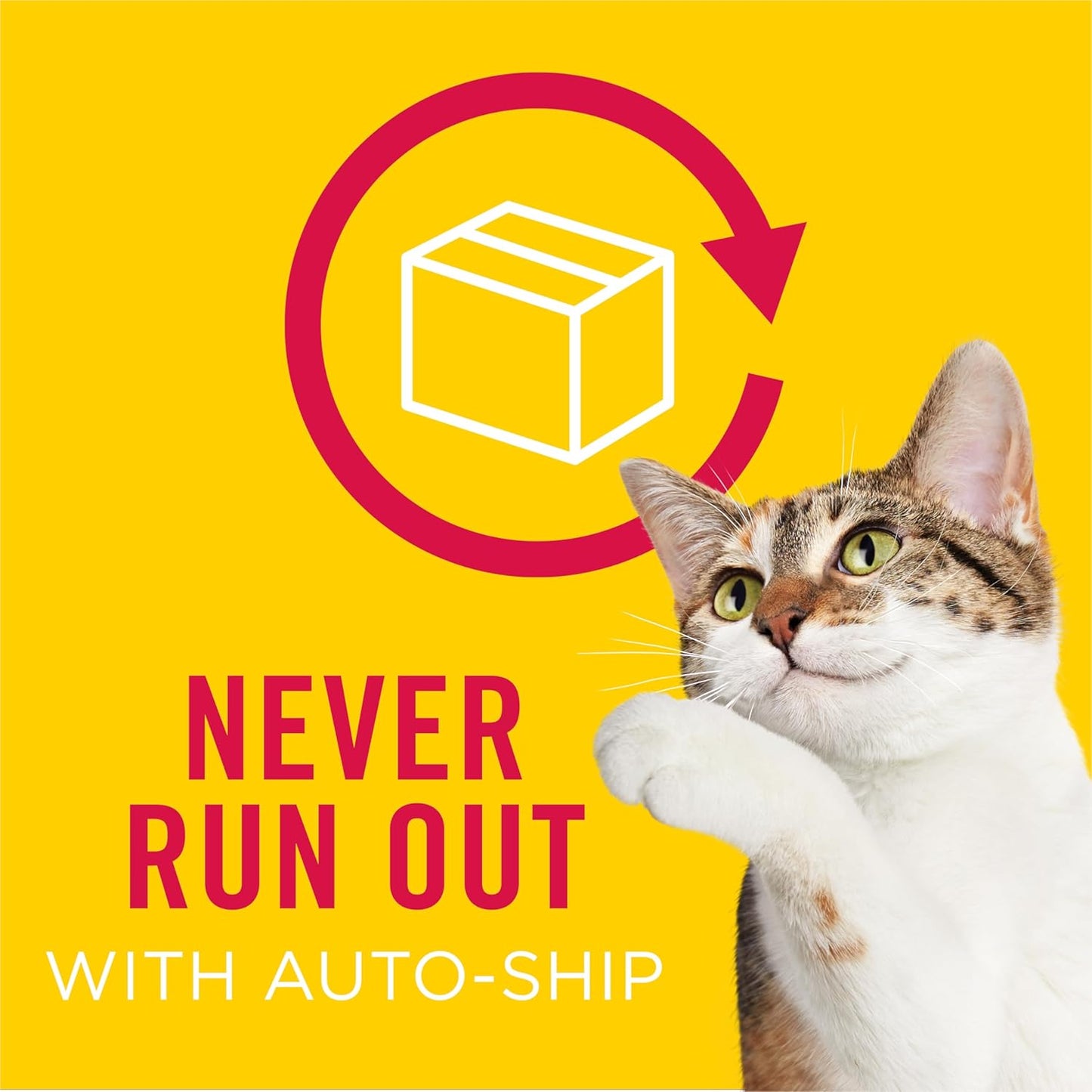 Purina Pate Wet Cat Food Variety Pack Seafood and Chicken Pate Favorites 40Ct VP - (Pack of 40) 5.5 Oz. Cans