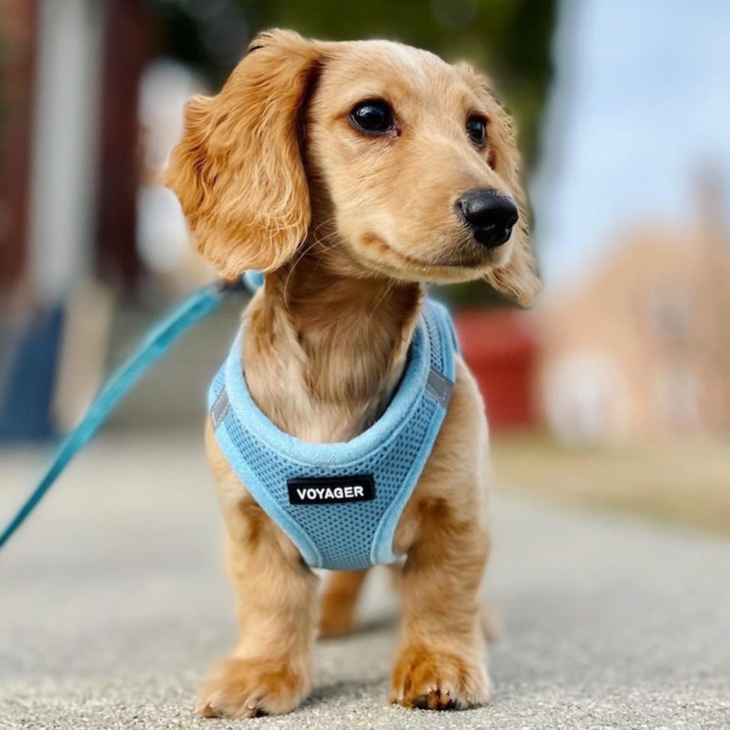 - All Weather Mesh, Reflective, No Pull Harness for Small, Medium Dogs, Cats - Secure with Hook & Loop Fastener, Buckle, Double D-Rings - Baby Blue, M