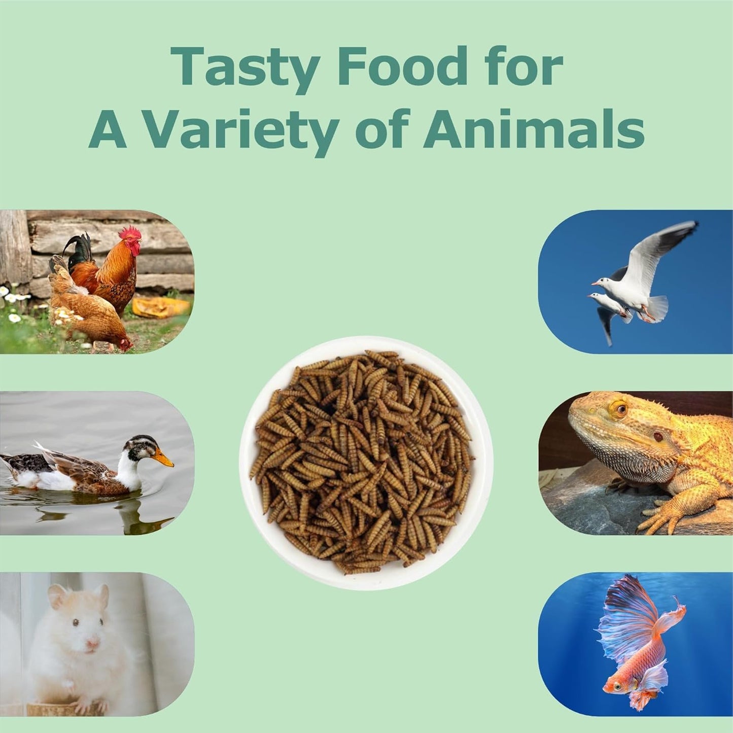 5LB Dried Black Soldier Fly Larvae, More Calcium than Dried Mealworms, High Protein Chicken Feed,Duck Food, BSFL, Poultry Treats