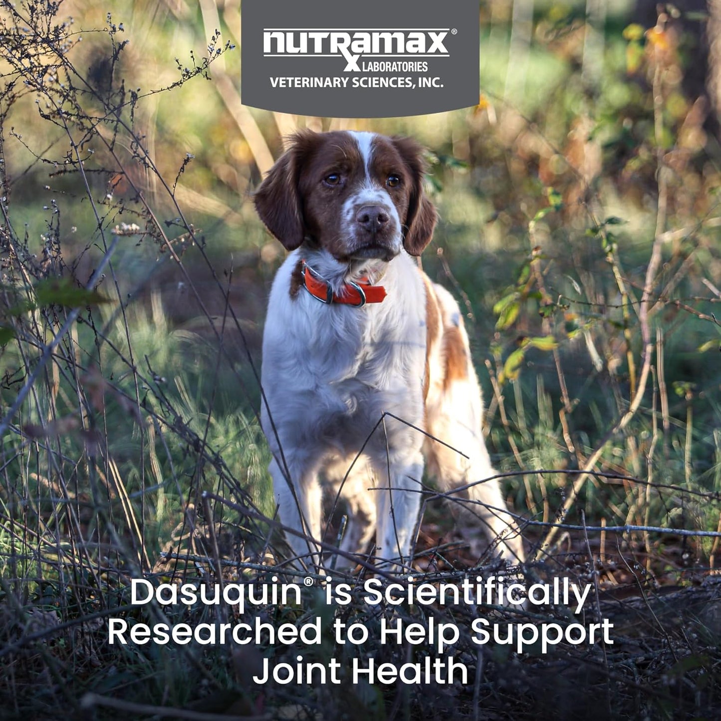 Dasuquin with MSM Soft Chews Small/Medium Dog 84 Count, Brown