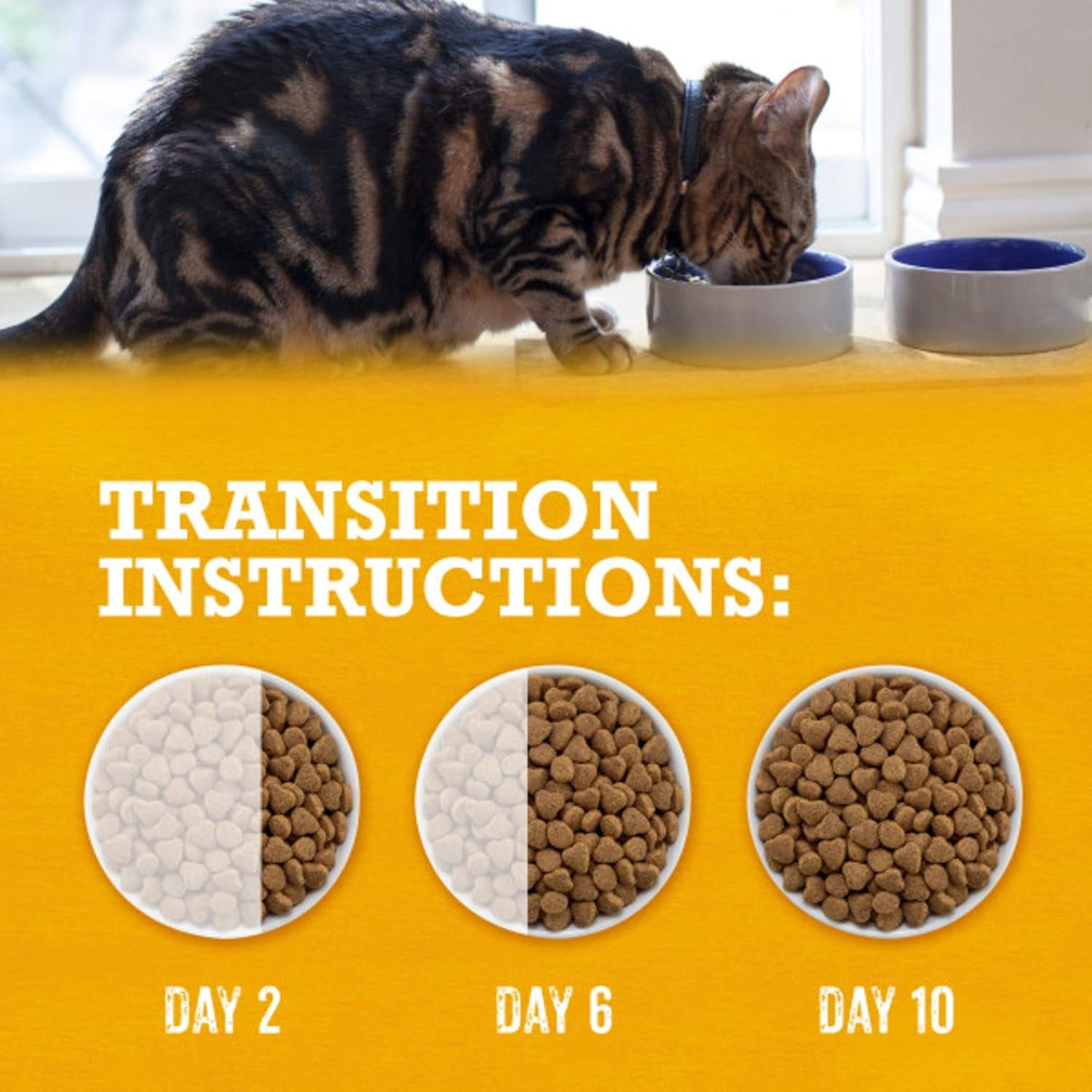 Grain Free White Meat Chicken and Egg Recipe Natural Cat Food High Protein Cat Food Dry Formula - 16 Lb. Bag