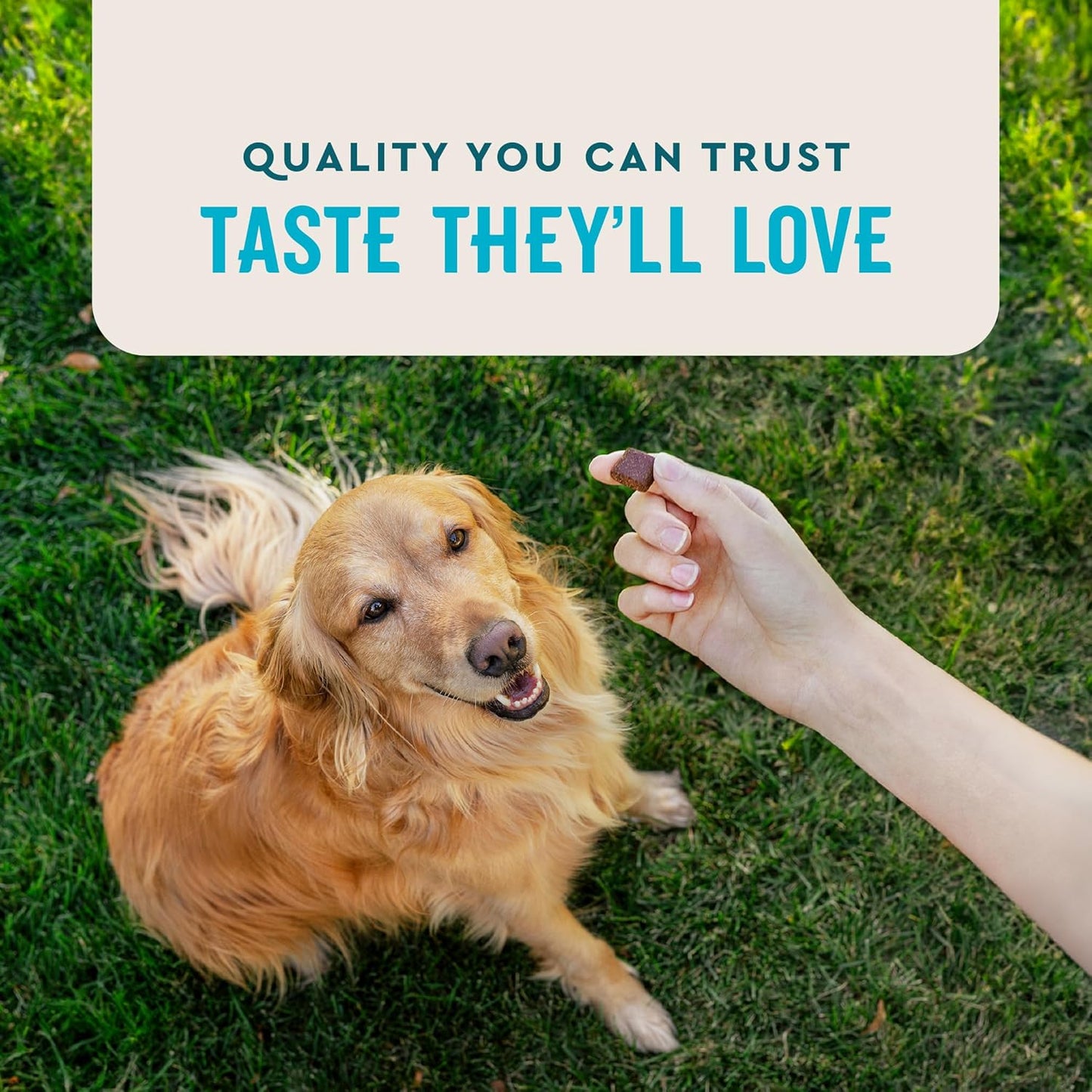 Advanced Hip & Joint Chews for Dogs, 60 Count, Chicken Flavored Supplements Made with Glucosamine, Omega 3’S, Chondroitin, MSM & Green Lipped Mussel, Increases Mobility & Maintains Muscles