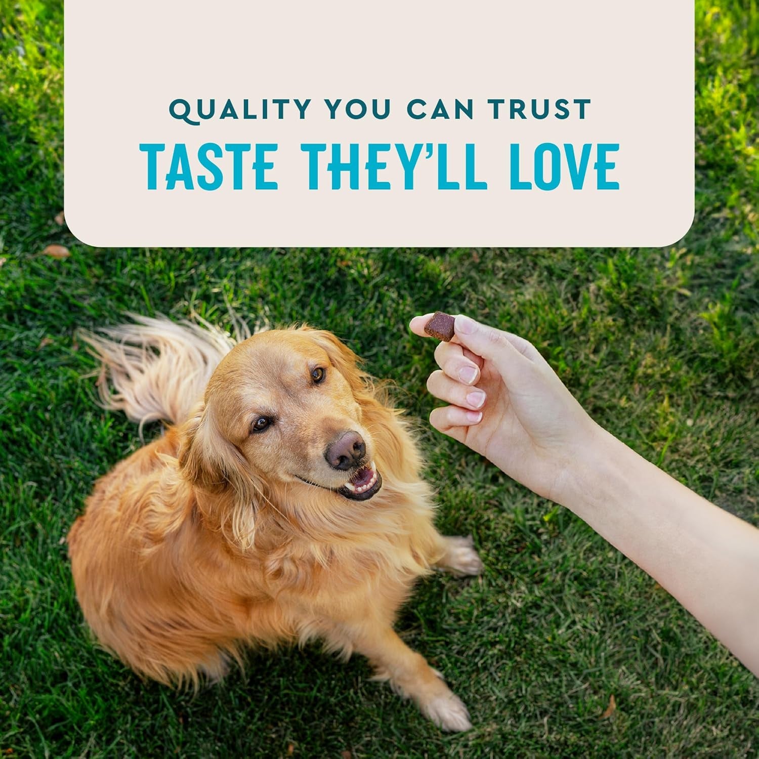 Advanced Hip & Joint Chews for Dogs, 60 Count, Chicken Flavored Supplements Made with Glucosamine, Omega 3’S, Chondroitin, MSM & Green Lipped Mussel, Increases Mobility & Maintains Muscles