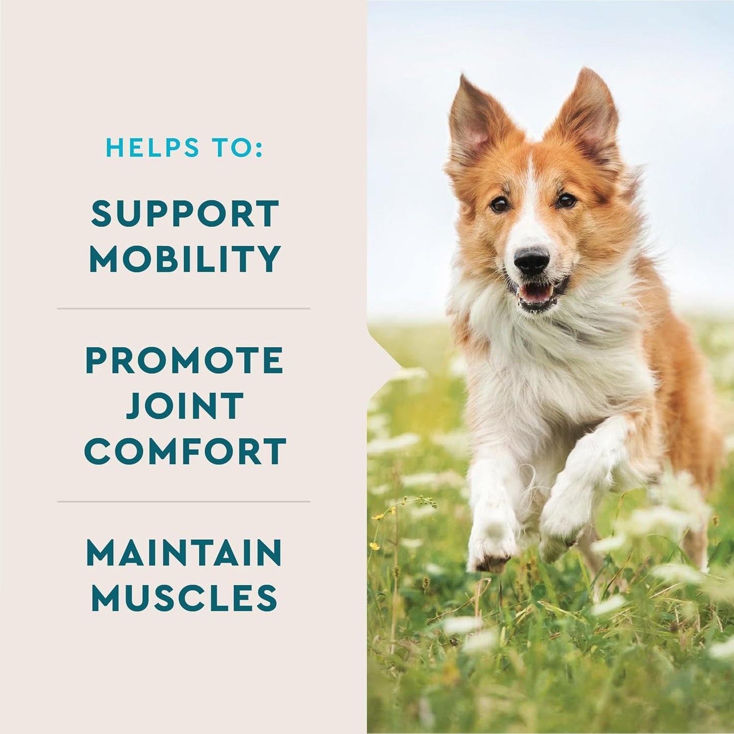 Advanced Hip & Joint Chews for Dogs, 60 Count, Chicken Flavored Supplements Made with Glucosamine, Omega 3’S, Chondroitin, MSM & Green Lipped Mussel, Increases Mobility & Maintains Muscles