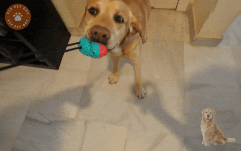 Suction Cup Dog Toy with Rope - Slow Feeder & Dental Clean