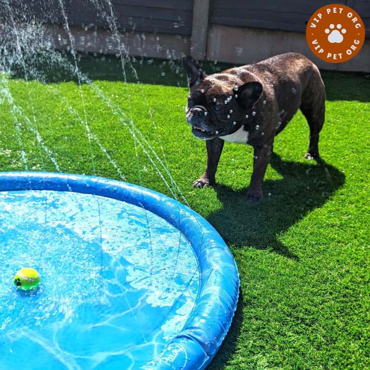 Water Jet Pet Pool