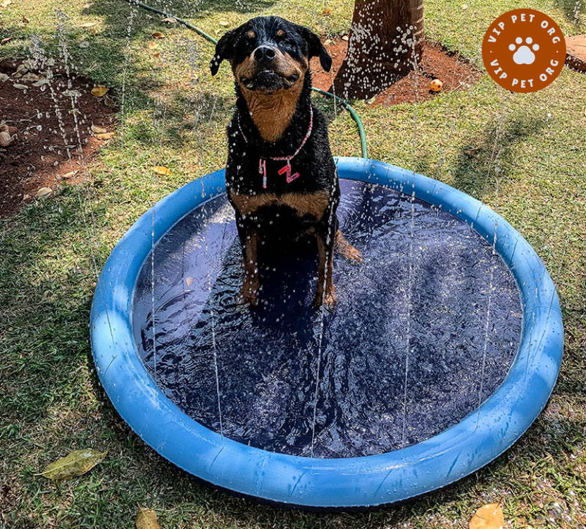 Water Jet Pet Pool