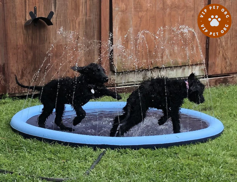 Water Jet Pet Pool