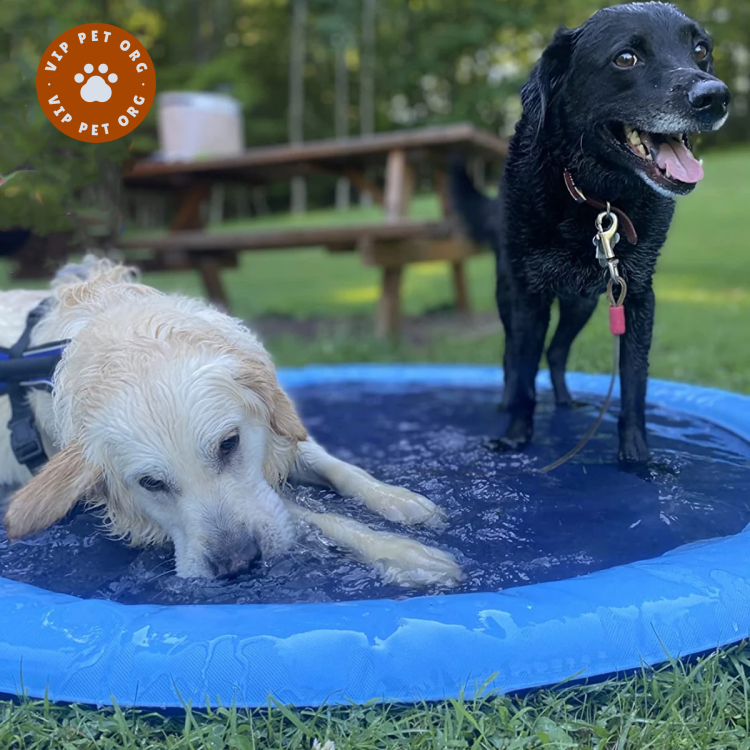 Water Jet Pet Pool