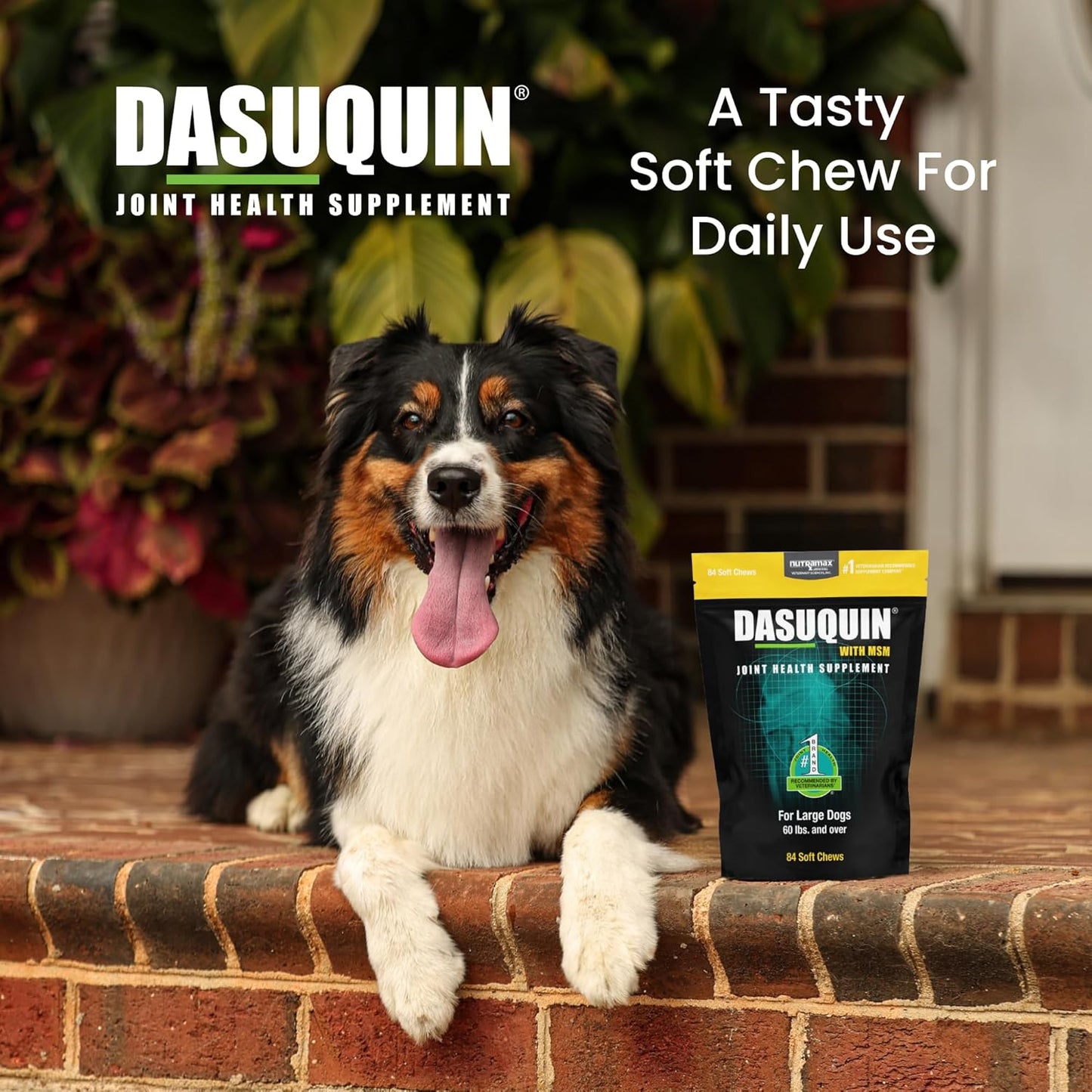 Dasuquin with MSM Soft Chews Large Dog 84 Count, Brown