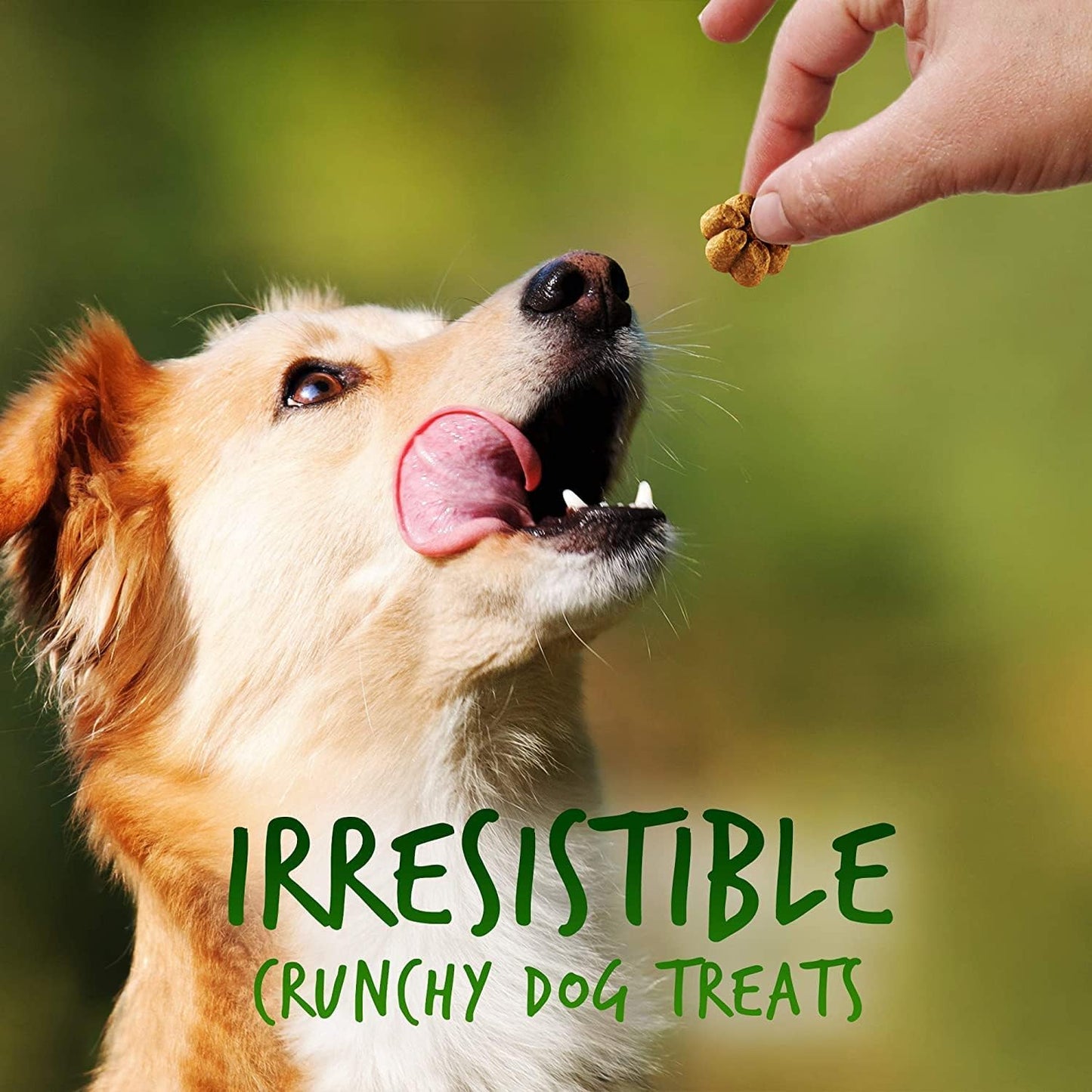 Baked Dog Treats, Healthy Pumpkin Treat for Dogs, Low Calorie & Delicious, Free of Wheat, Corn and Soy, Made in the USA, Pumpkin and Apple Flavor, 7Oz