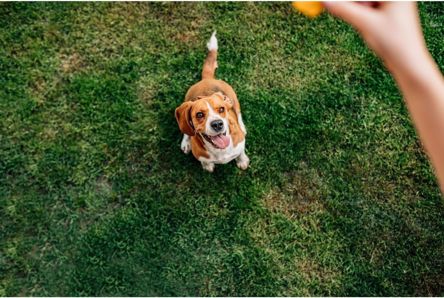 Doggie Chicken Chips Large 15 Oz All Natural High Protein Low Calorie Healthy Dog Treats, Grain Free Gluten Free USDA Inspected & Approved Chicken Treat for Dogs, Pet Supplies