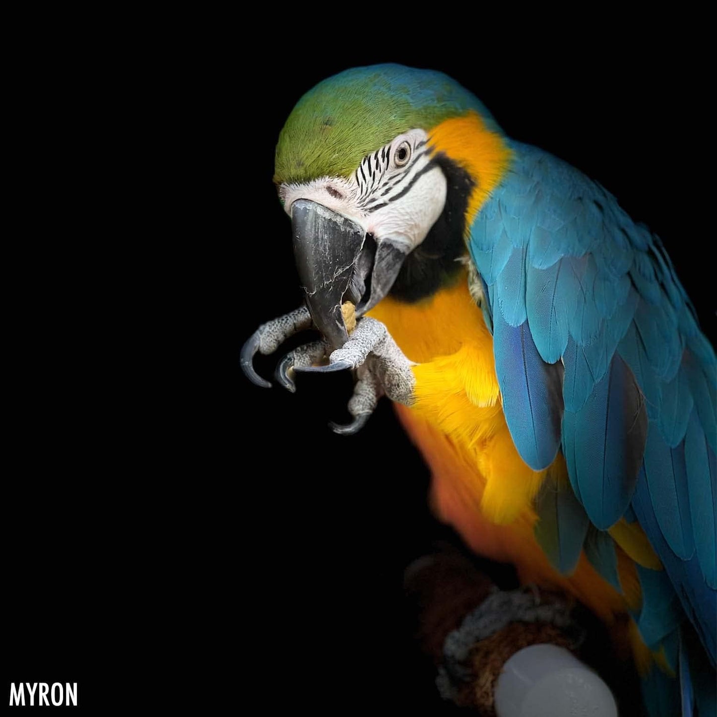 Harrison'S Adult Lifetime Coarse 5Lb