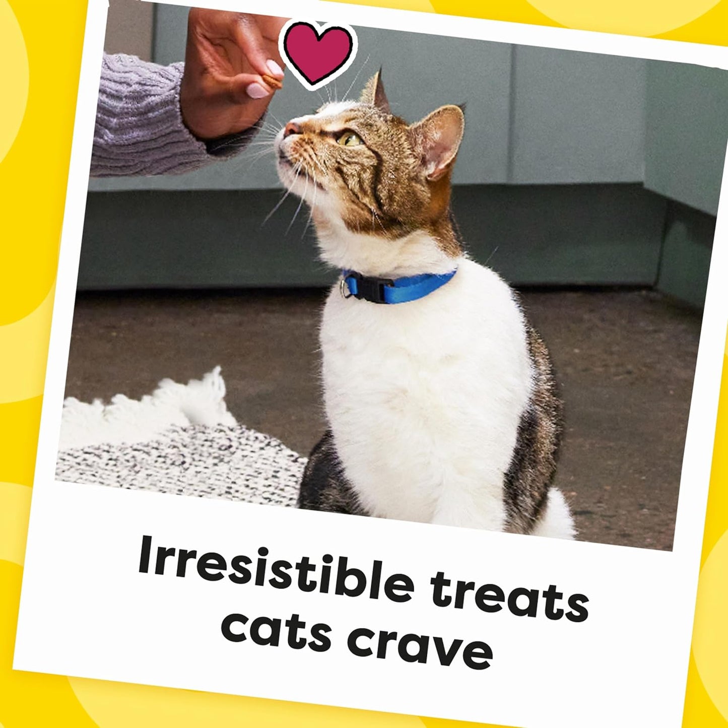 Classic Crunchy and Soft Cat Treats Tasty Chicken Flavor, 48 Oz. Pouch