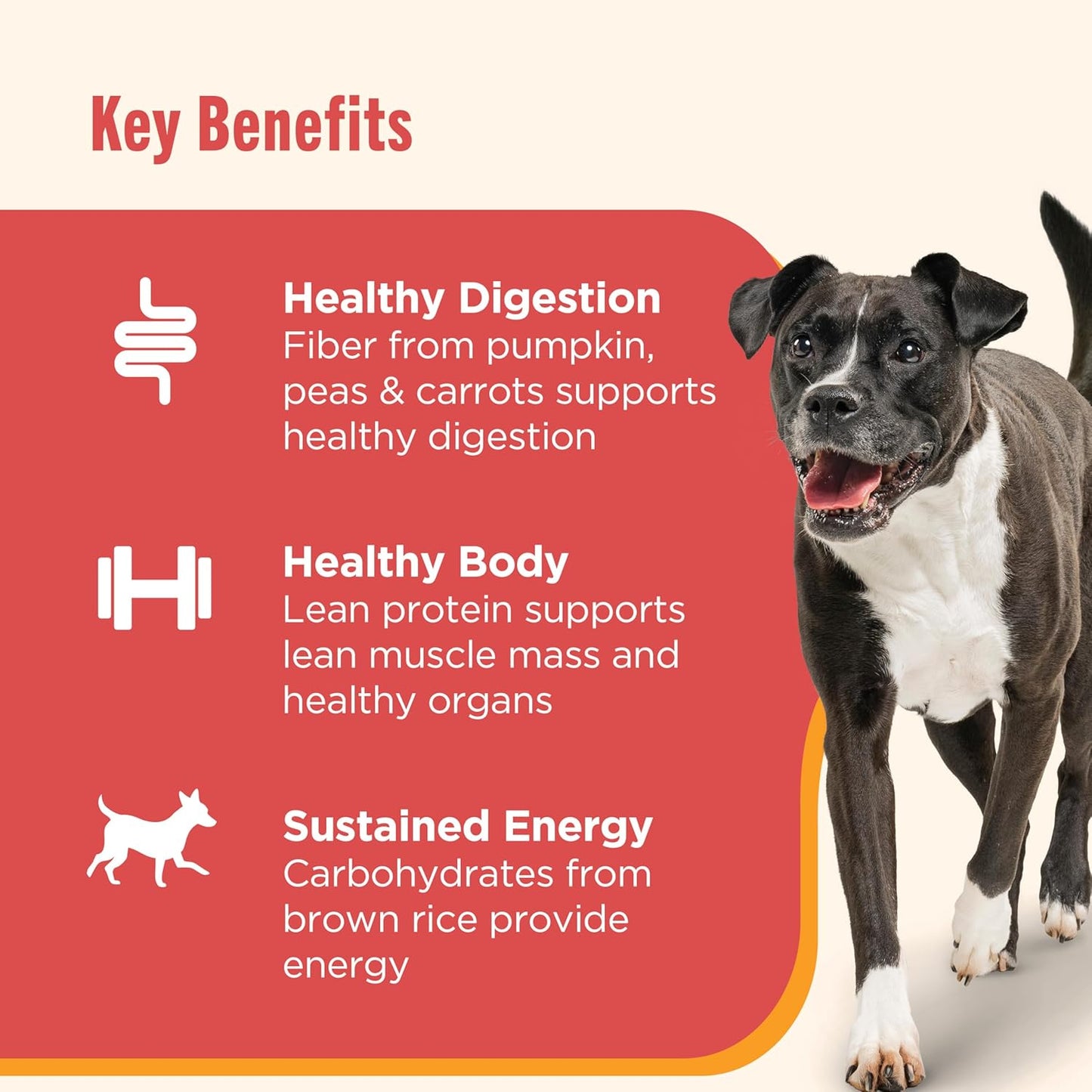 Gentle Digestion Premium Paté and Chunks in Gravy Variety Pack Wet Dog Food, 13 Oz. Can, 12 Count (Rachael Ray)