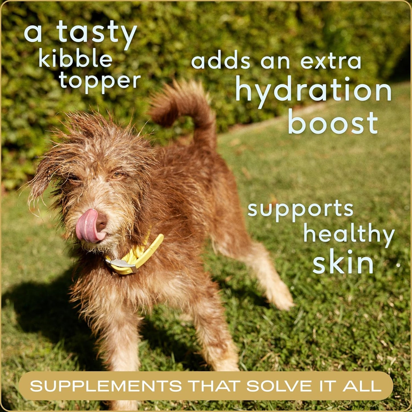 Bone Broth for Dogs - Made with Real Beef Bone Broth, Dog Food Toppers for Picky Eaters - Provides Extra Hydration & Nutrition for Joint Strength, Immunity & Heart Health-48 Scoops