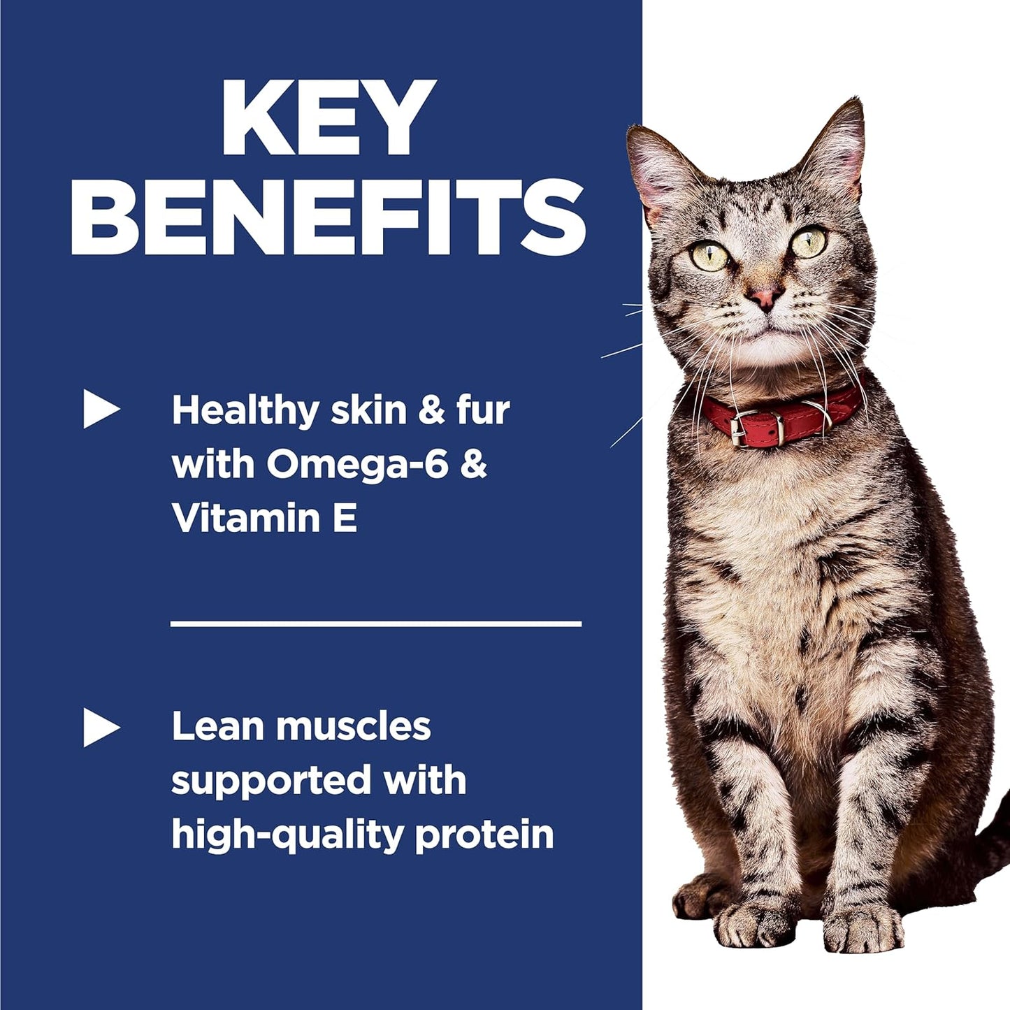 Adult 1-6, Adult 1-6 Premium Nutrition, Dry Cat Food, Salmon & Brown Rice, 6.5 Lb Bag