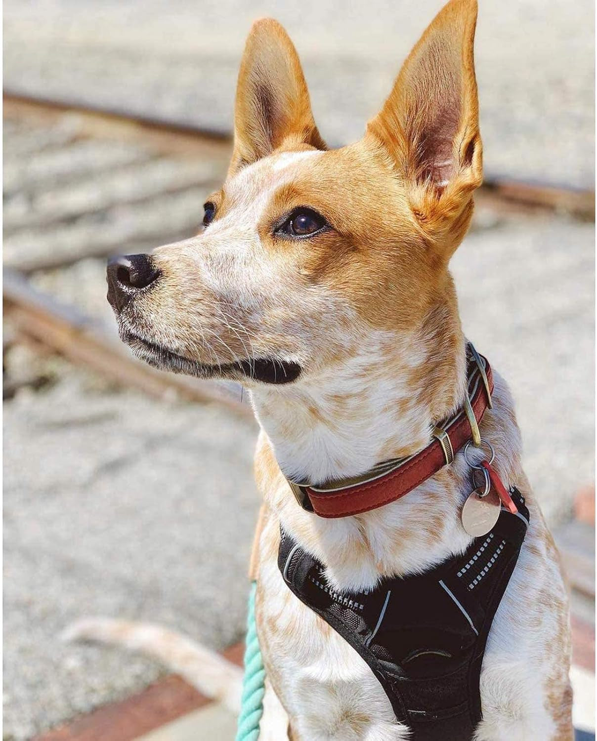 Dog Harness No Pull with 2 Leash Clips, Adjustable Soft Padded, Reflective Oxford No Choke Pet Vest with Easy Control Handle for Medium Sized Dogs, Black, M