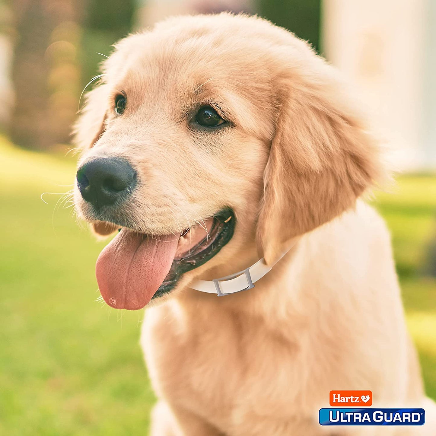 Ultraguard Flea & Tick Collar for Dogs and Puppies, 7 Month Flea and Tick Protection and Prevention per Collar, White, up to 20 Inch Neck