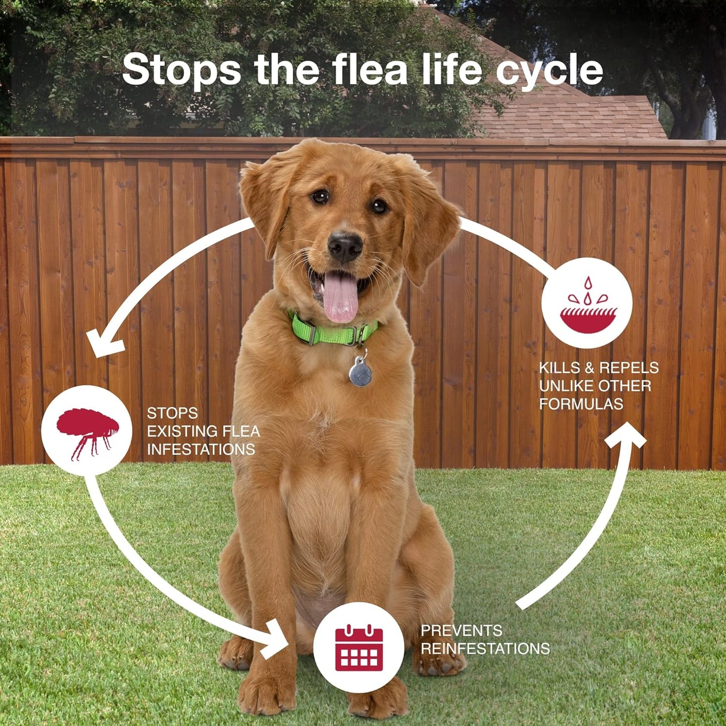 II Medium Dog Vet-Recommended Flea, Tick & Mosquito Treatment & Prevention | Dogs 11-20 Lbs. | 6-Mo Supply