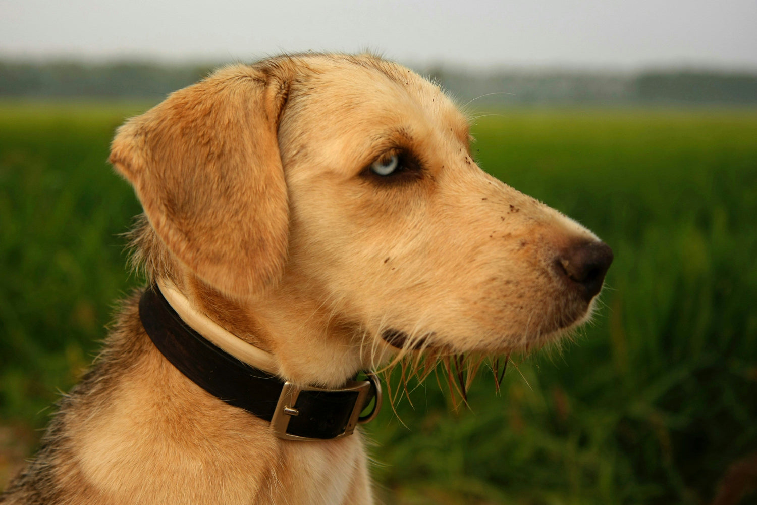 FLEA & TICK COLLARS