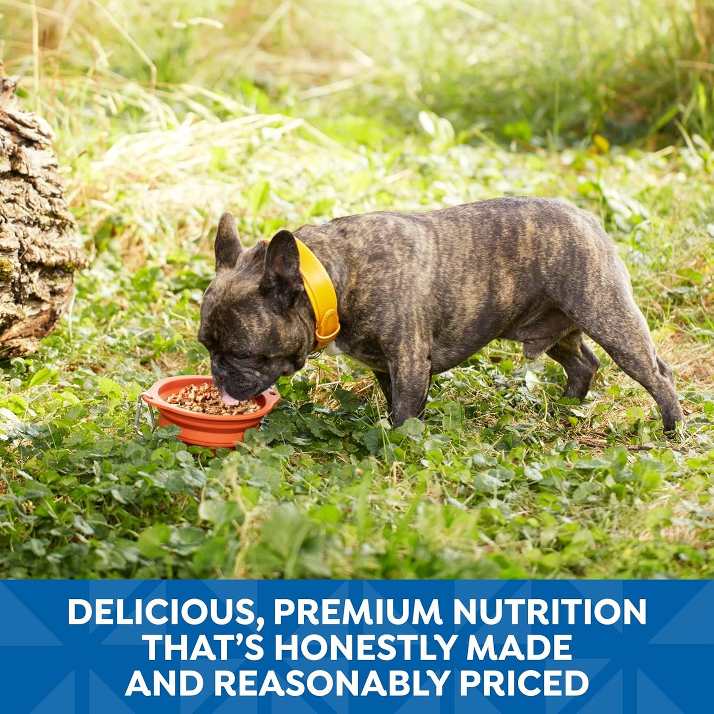 Nature’S Recipe Chicken, Salmon and Turkey Recipes Variety Pack Wet Dog Food, 12-2.75 Oz. Cups, 2 Count