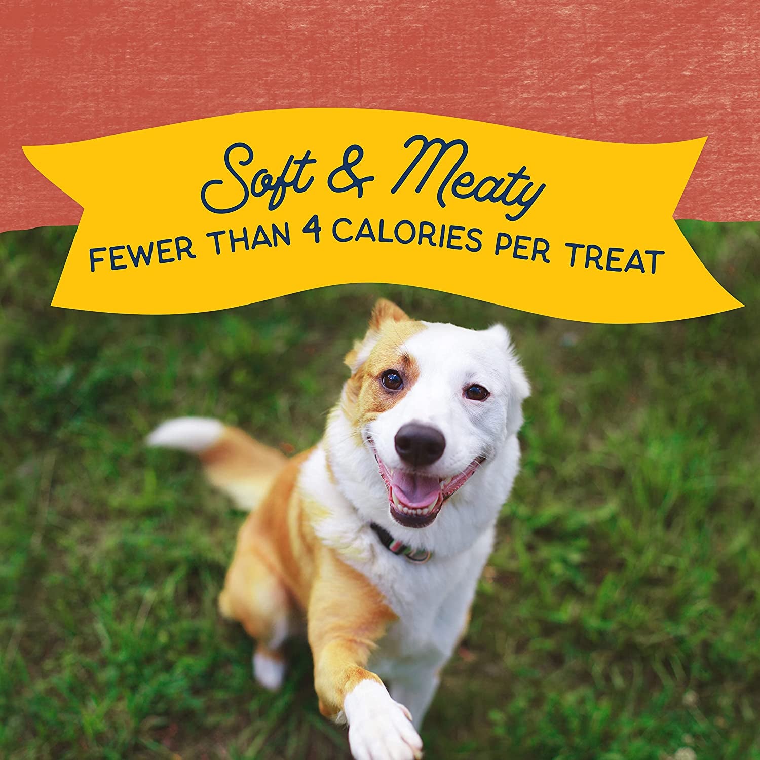 Limited Ingredient Mini-Rewards Salmon Grain-Free Dog Training Treats for Dogs | 5.3 Ounce Canister