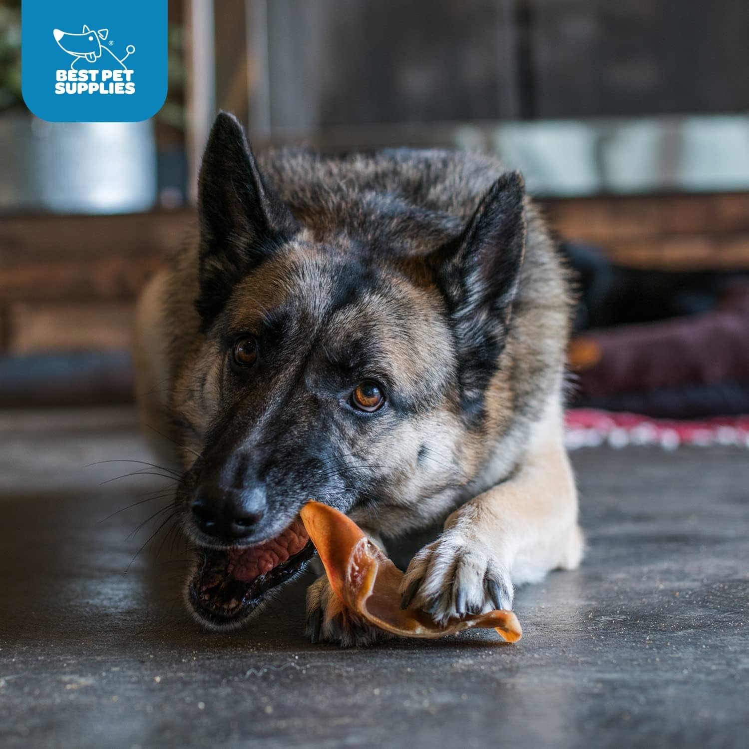 Gigabite Roasted Pig Ears for Dogs - Natural Dog Chews, Roasted Pigs Ears, Safe for Puppies and Aggressive Chewers, Cleans Teeth and Gums - Whole Ears, Pack of 22