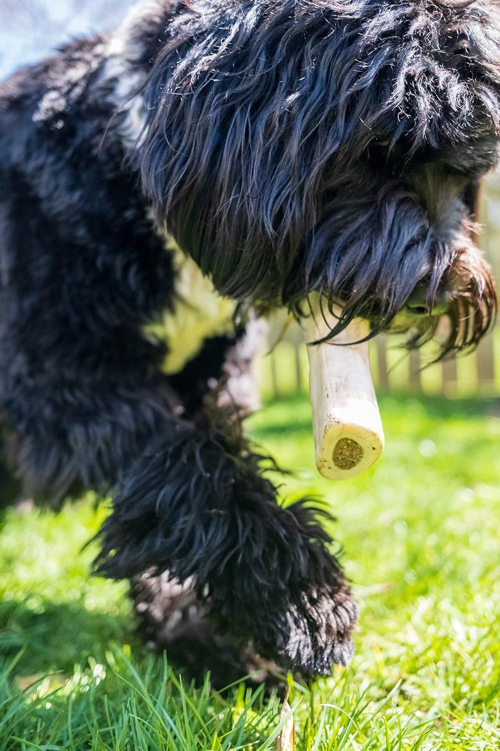Stuffed Shin Bone - Highly Digestible, High Protein, Long-Lasting Dog Chew Bone for Aggressive Chewers, Supports Dental Health, - Peanut Butter Flavor, Large (1 Count)