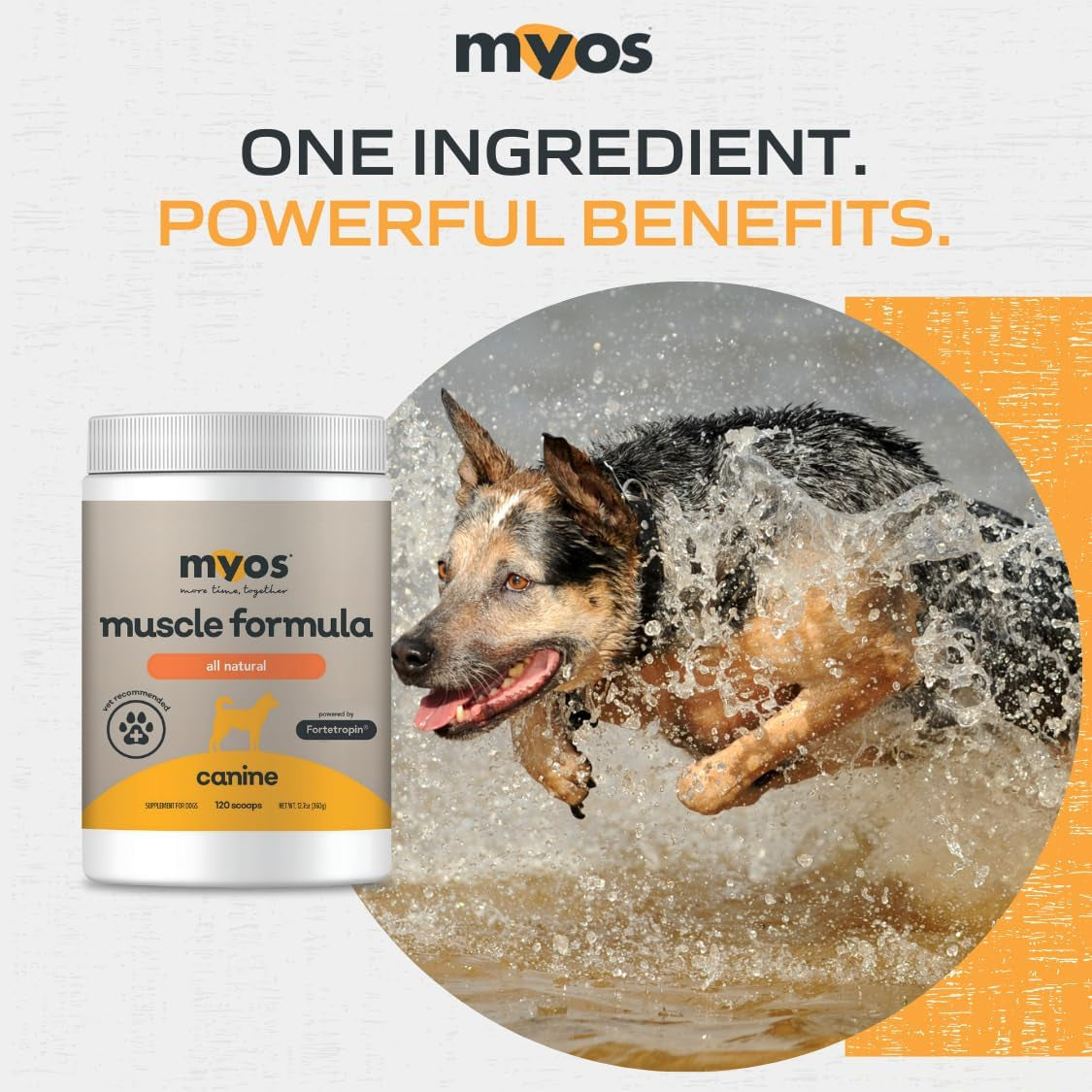 - All-Natural Muscle Building Supplement - Helps Reduce Muscle Loss in Dogs Due to Normal Aging and Improves Recovery from Injury or Surgery