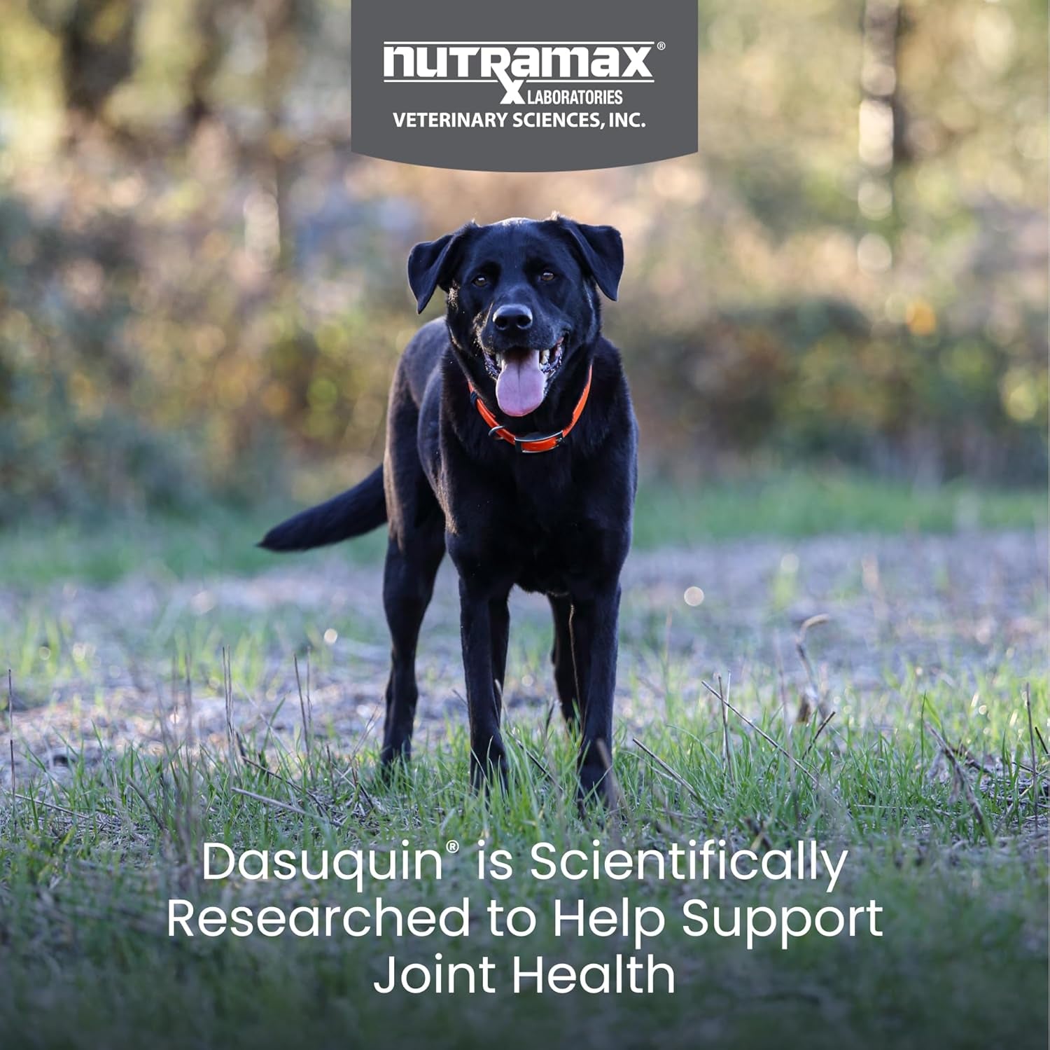 Nutramax Dasuquin for Large Dogs, Joint Health Supplement, Contains Glucosamine for Dogs, plus Chondroitin, ASU and More, Supports Healthy Joints, Soft Chews, 150 Count
