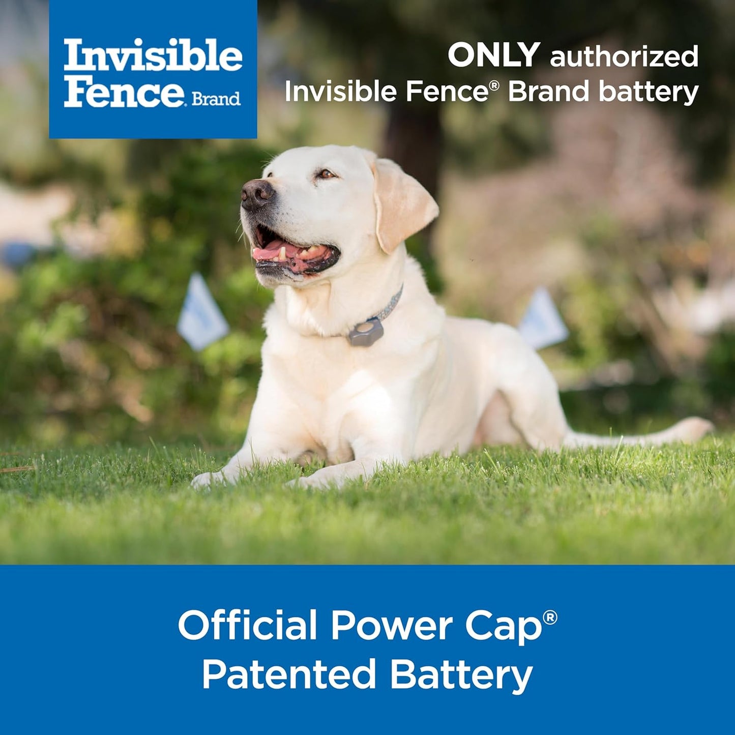 Power Cap Battery - Original IFB Electric Fence Battery Replacement for Dog Collars - Long-Lasting - 1 Pack
