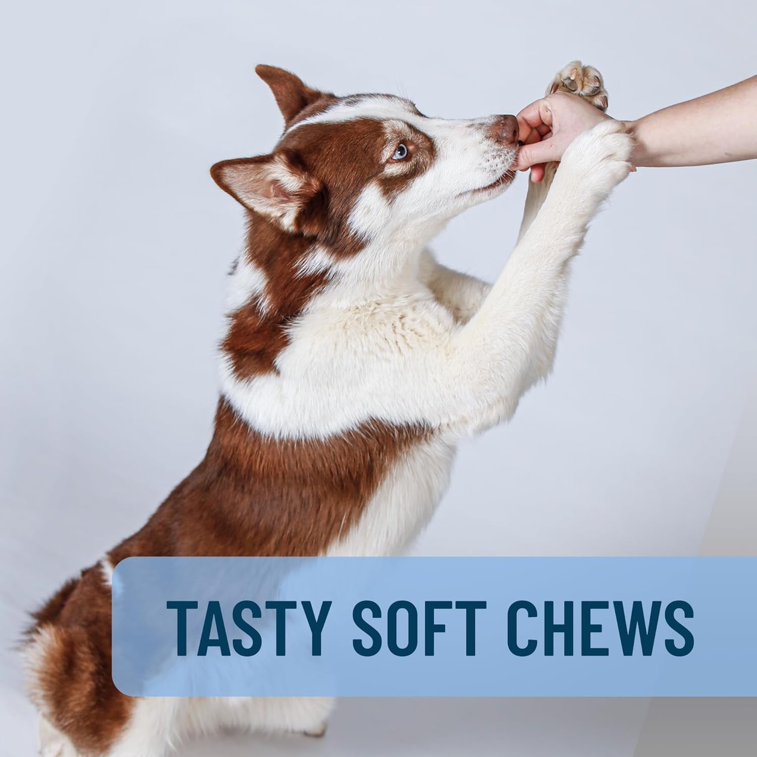 Nutramax Solliquin Calming Behavioral Health Supplement for Large Dogs - with L-Theanine, Magnolia/Phellodendron, and Whey Protein Concentrate, 75 Soft Chews