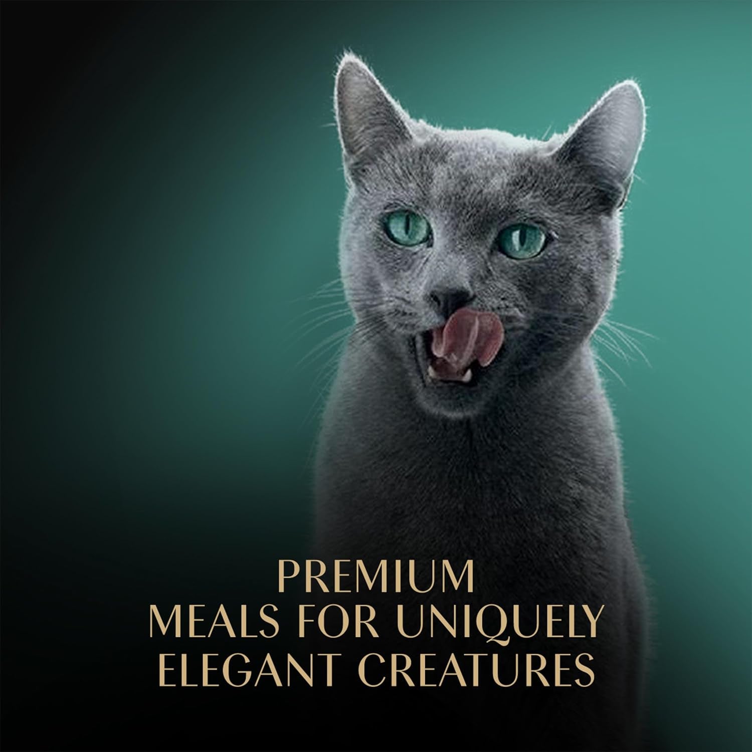 Perfect Portions Wet Cat Food Cuts in Gravy Variety Pack, Roasted Chicken Entree, with Sustainable Salmon, 2.6 Oz. Twin-Pack Trays (18 Count, 36 Servings) (Pack of 2)