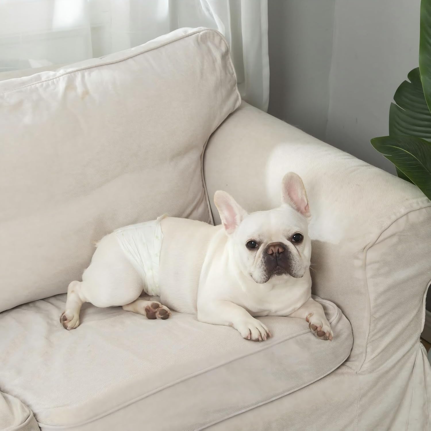 Dog Diapers Male Small 50 Ct, Male Dog Diapers Disposable with Wetness Indicator, Adjustable Puppy Diapers Male, Flashdry Gel Technology, Male Dog Wraps for Incontinence & Marking