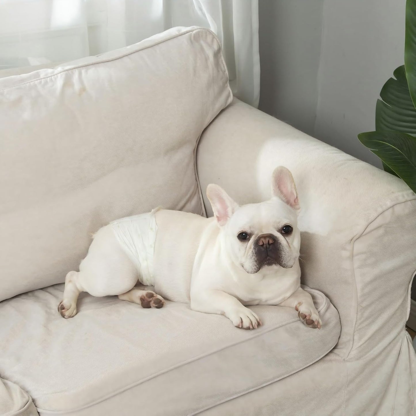 Dog Diapers Male 50 Ct, XS Size, Super-Absorbent Male Dog Wraps Disposable Doggie Diapers with Wetness Indicator, Puppy Diapers Male for Marking, Excitable Urination