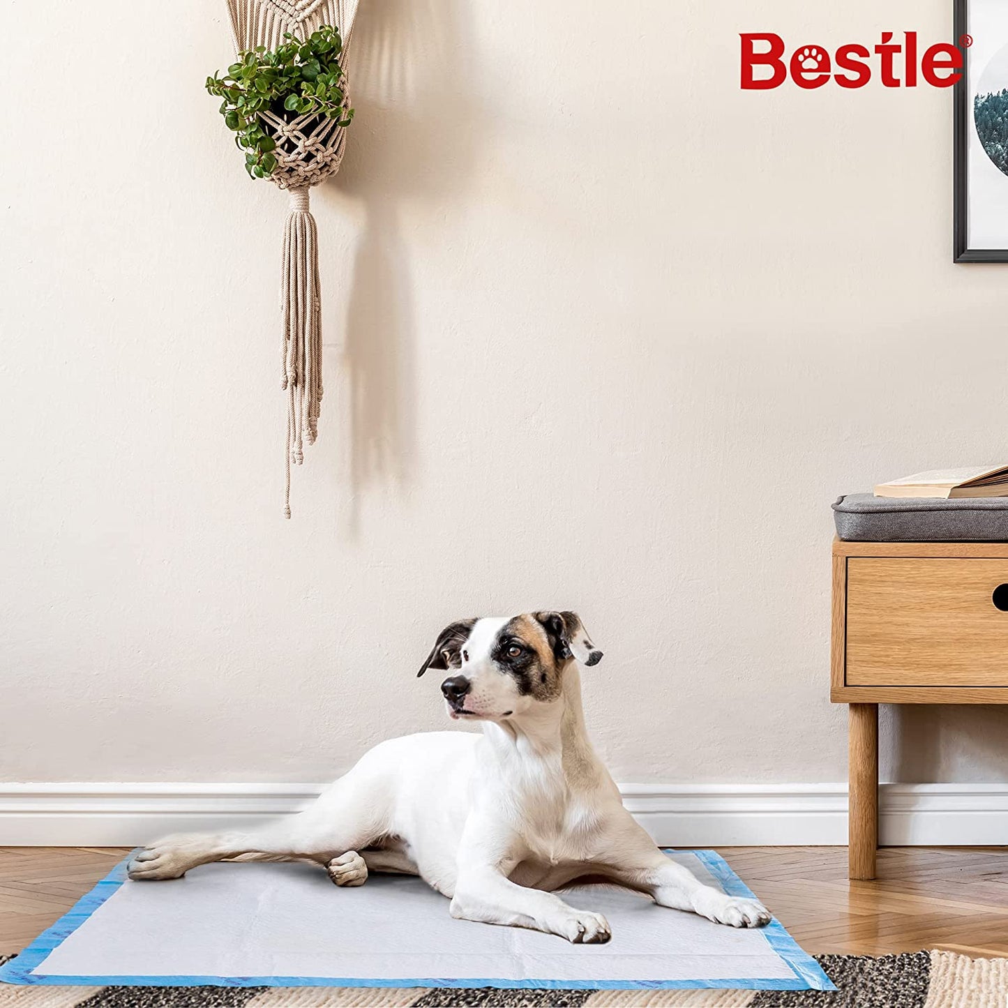 Extra Large Pet Training and Puppy Pads Pee Pads for Dogs 28"X34" -40 Count Super Absorbent & Leak-Proof