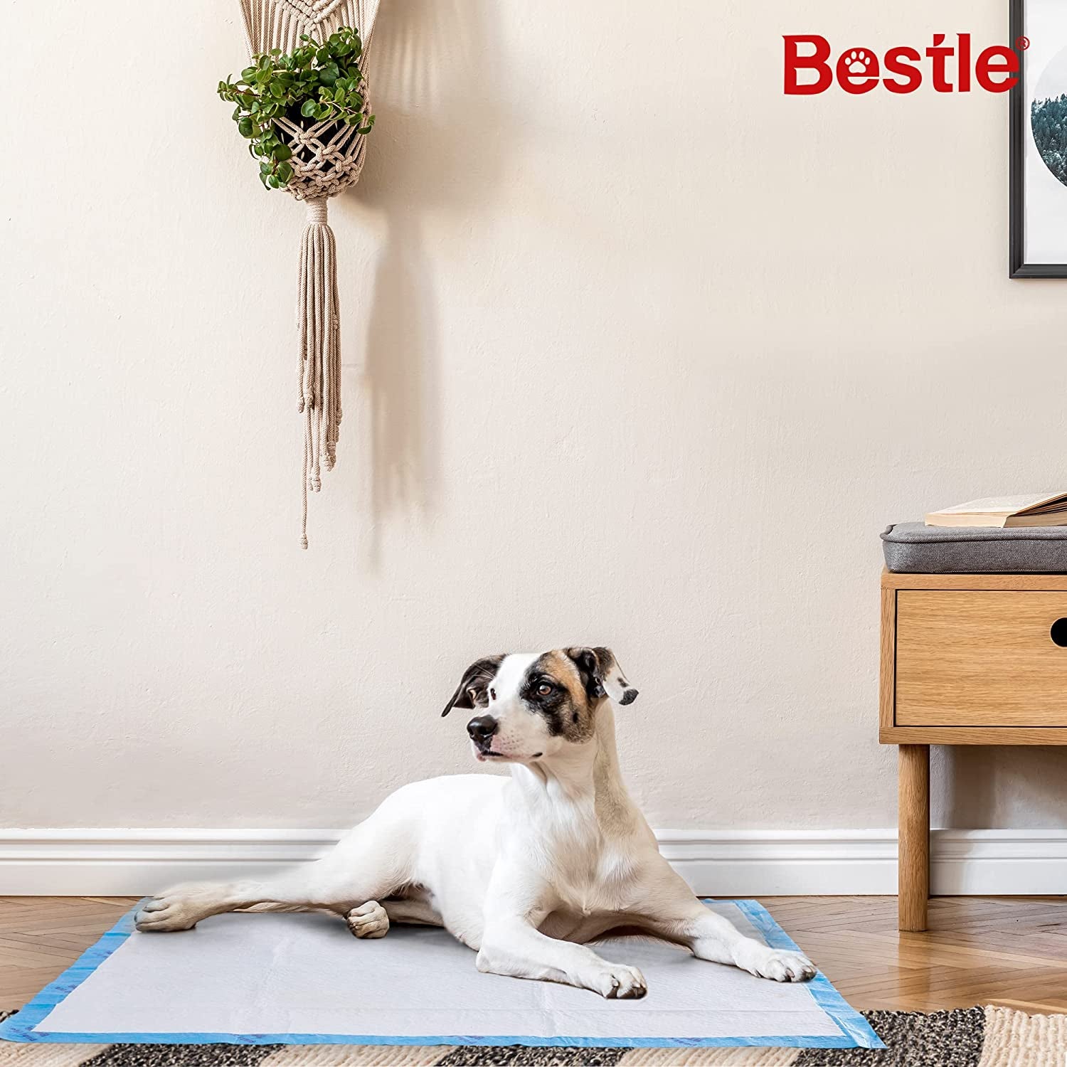 Extra Large Pet Training and Puppy Pads Pee Pads for Dogs 28"X34" -40 Count Super Absorbent & Leak-Proof