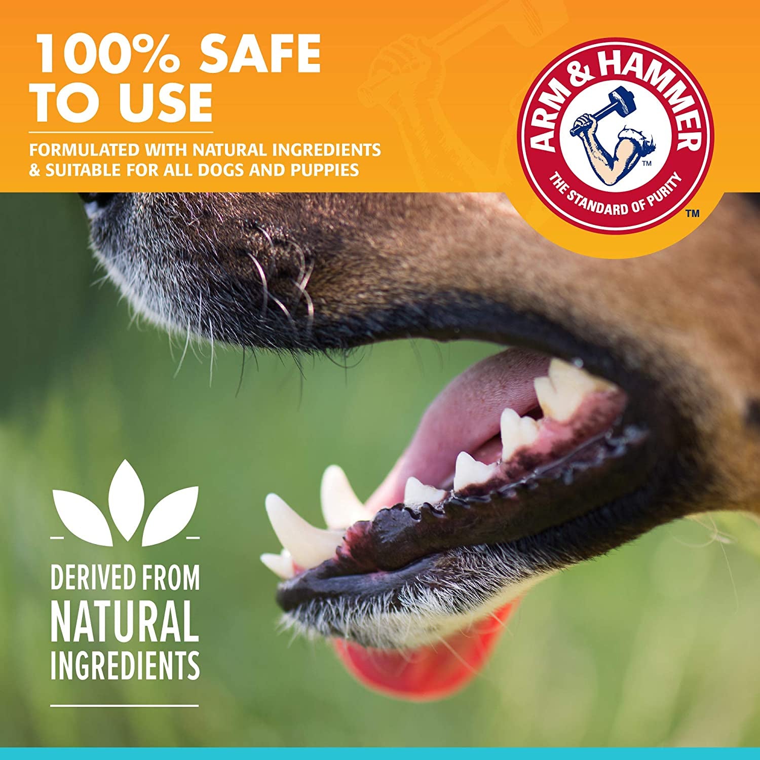 for Pets Dog Oral Care Spray - Fresh Breath & Teeth Cleaning Spray - Pet Breath Freshener - Reduce Plaque & Tartar Buildup - Healthy Mouth Hygiene Solution for Dogs - Mint Flavor, 4 Oz