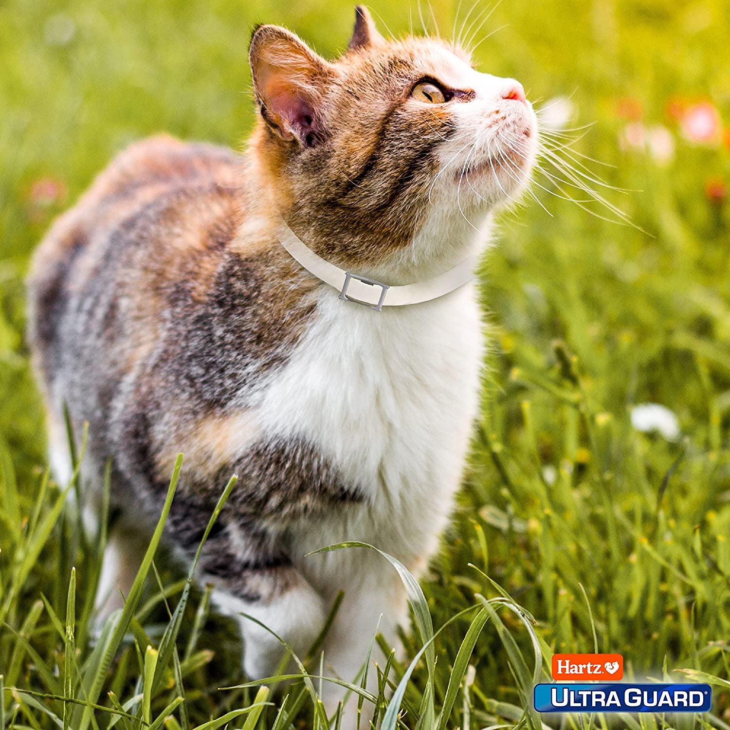 Ultraguard Purple Flea & Tick Collar for Cats and Kittens - 7 Month Protection