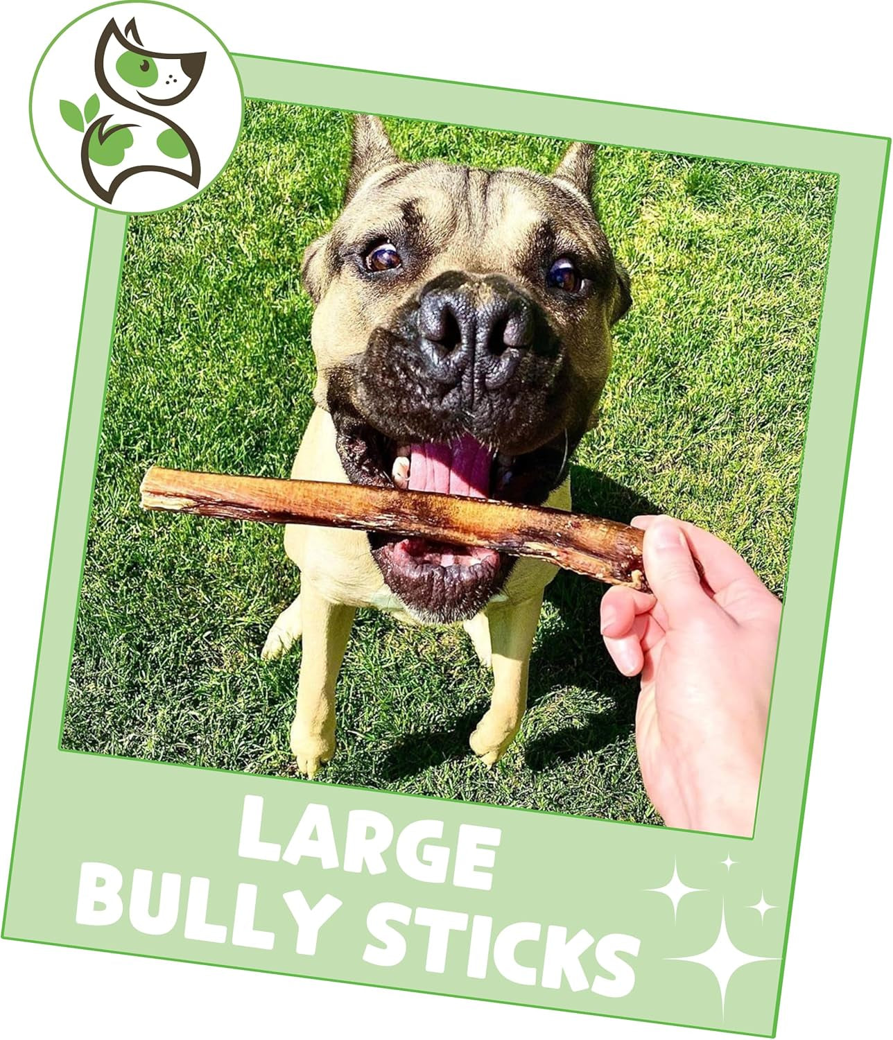 Large Bully Sticks for Dogs 5-6" (10 Count) - Thick Long Lasting for Aggressive Chewers and Large Dogs - Natural Beef Dog Chew Bones