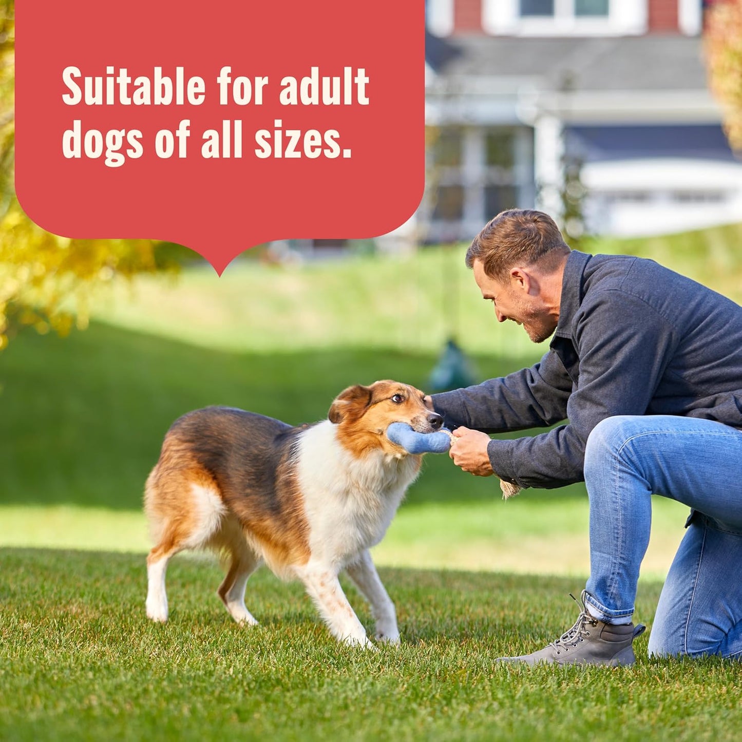 Gentle Digestion Premium Paté Wet Dog Food, Real Chicken, Pumpkin & Salmon Recipe, 13 Oz. Can, 12 Count (Rachael Ray)