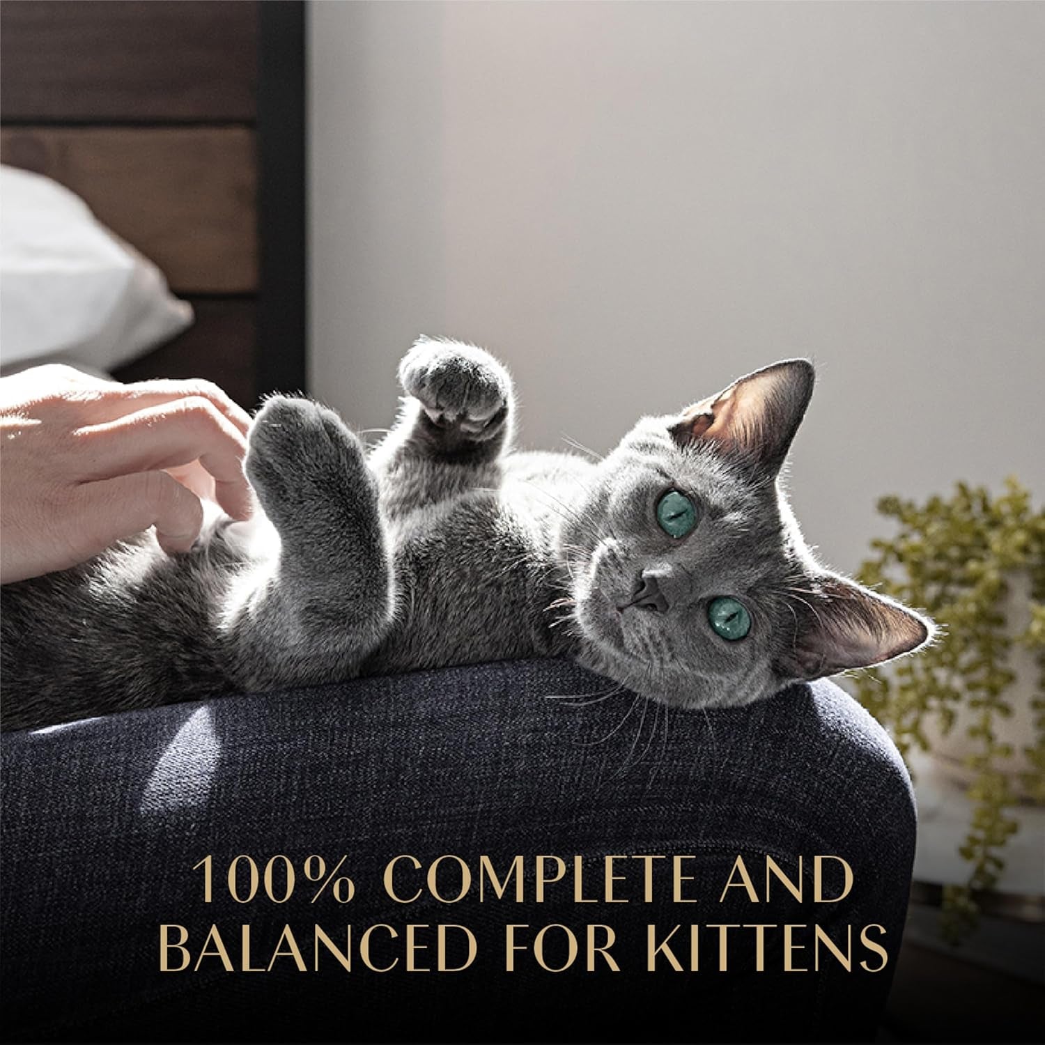 Perfect Portions Kitten Wet Cat Food Pate Chicken Entree, 2.6 Oz. Twin-Pack Trays (24 Count, 48 Servings)