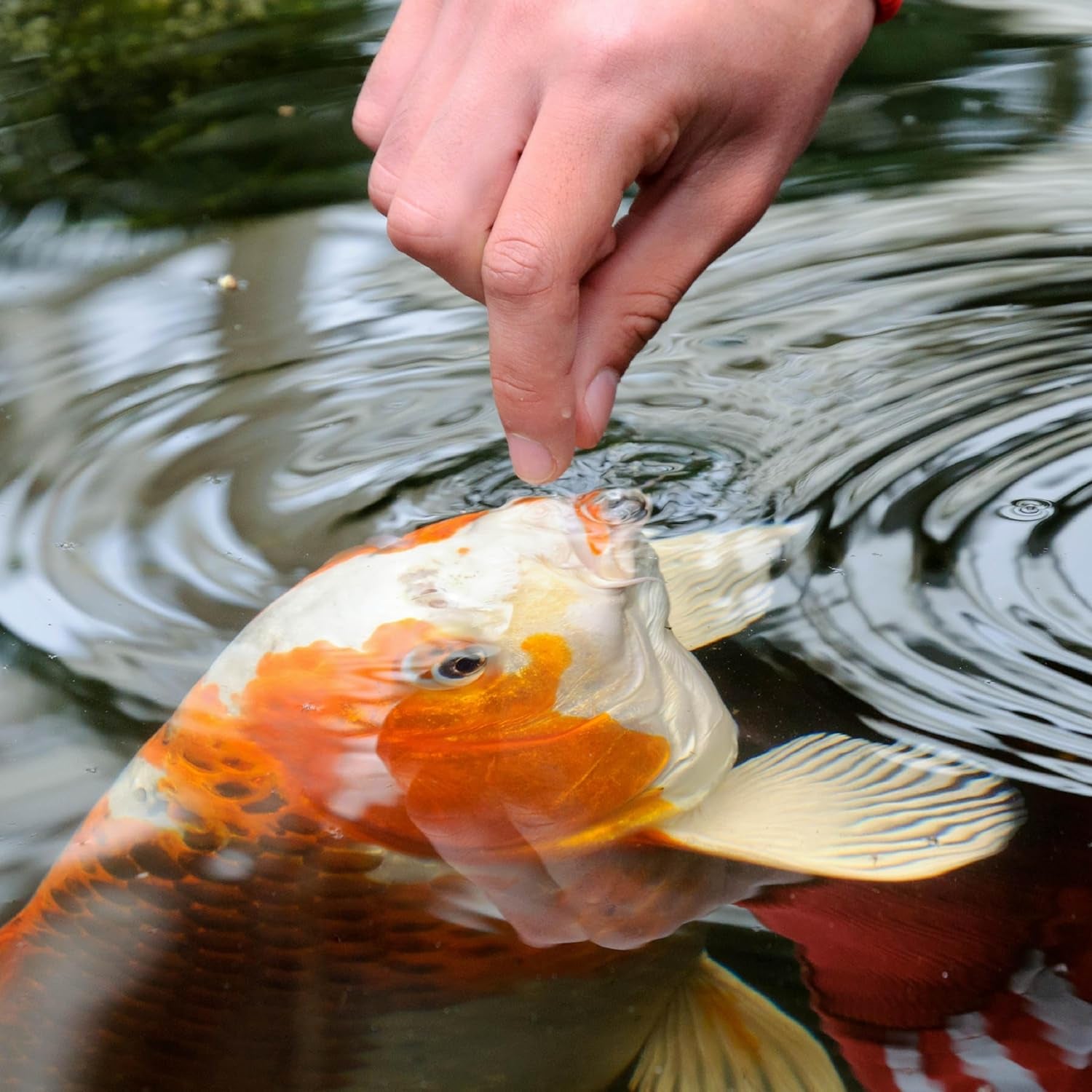 pond Koi Vibrance Soft Sticks, Floating Pond Fish Food for Koi Fish and Ornamental Goldfish, 2.42 Pounds
